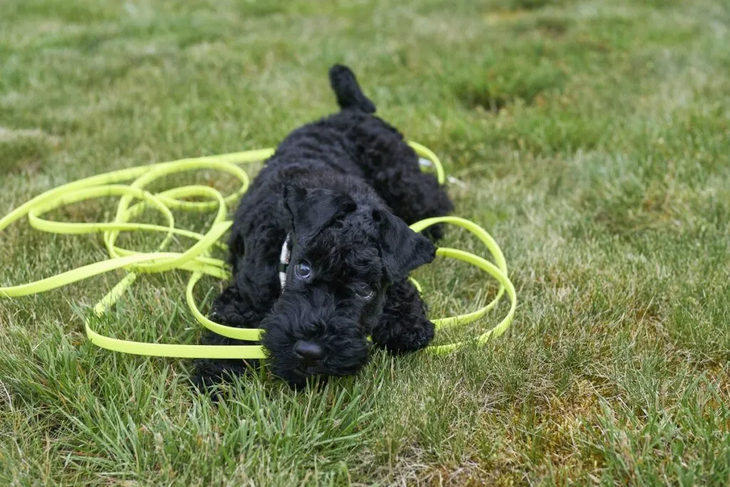 black Kerry Blue Terrier puppy