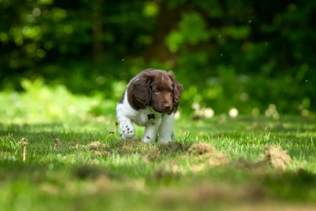 stabyhoun puppy