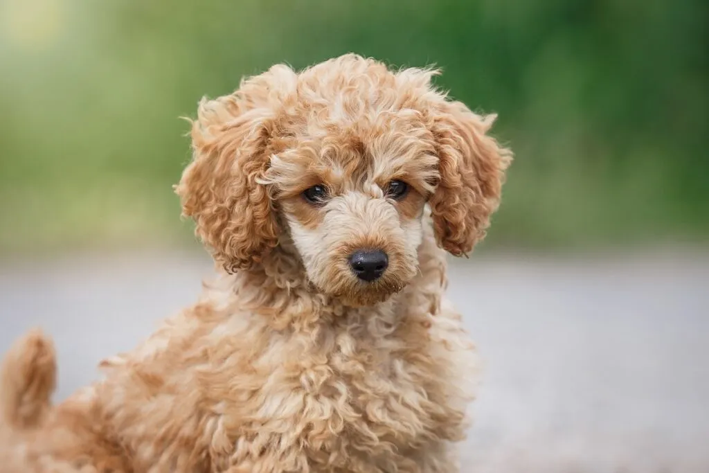 Red toy poodle puppy