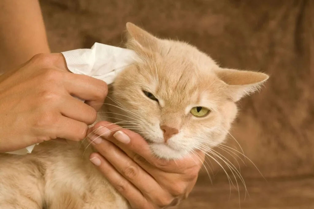 woman cleans cat ear