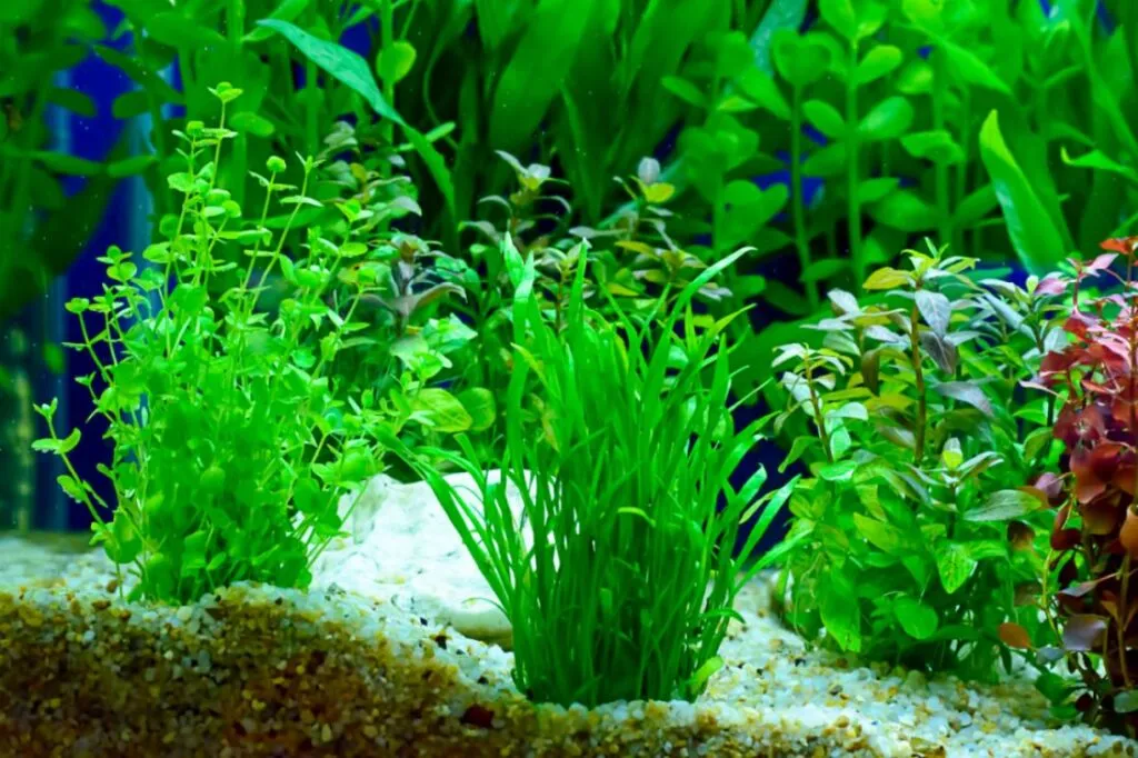 aquarium plants