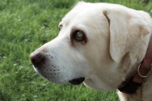 Glaucoma in Dogs: Understanding “Green Star”
