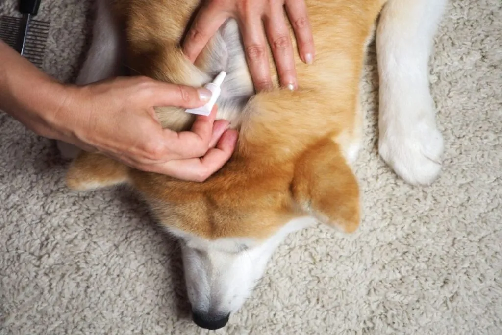 The owner applies flea and tick drops to the withers of a large red dog. Animal care concept. View from above.