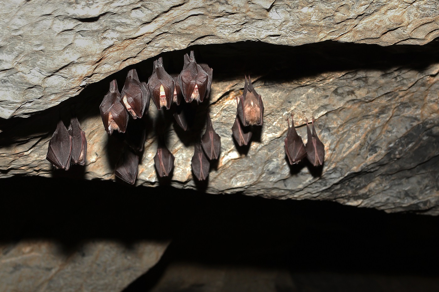 Vampire Bats Habitat Cave