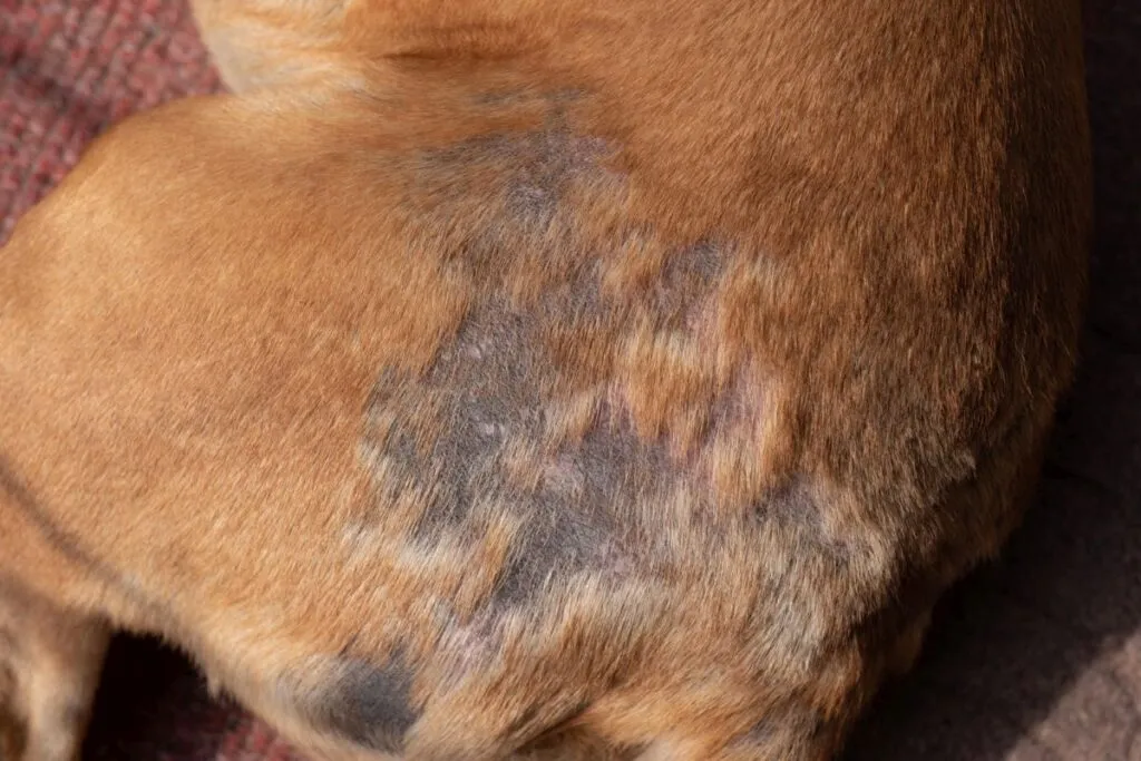 dog scabies