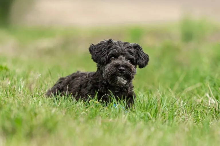 Yorkiepoo dog breed