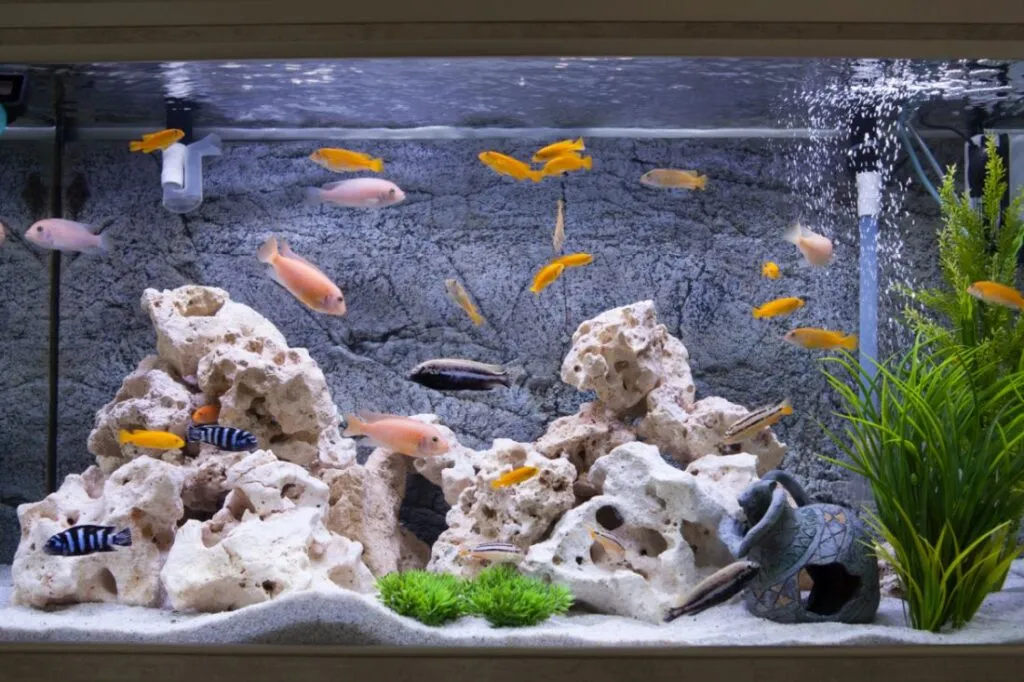 Aquarium with cichlids fish from lake malawi