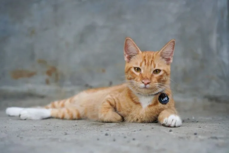 Male Cat Names