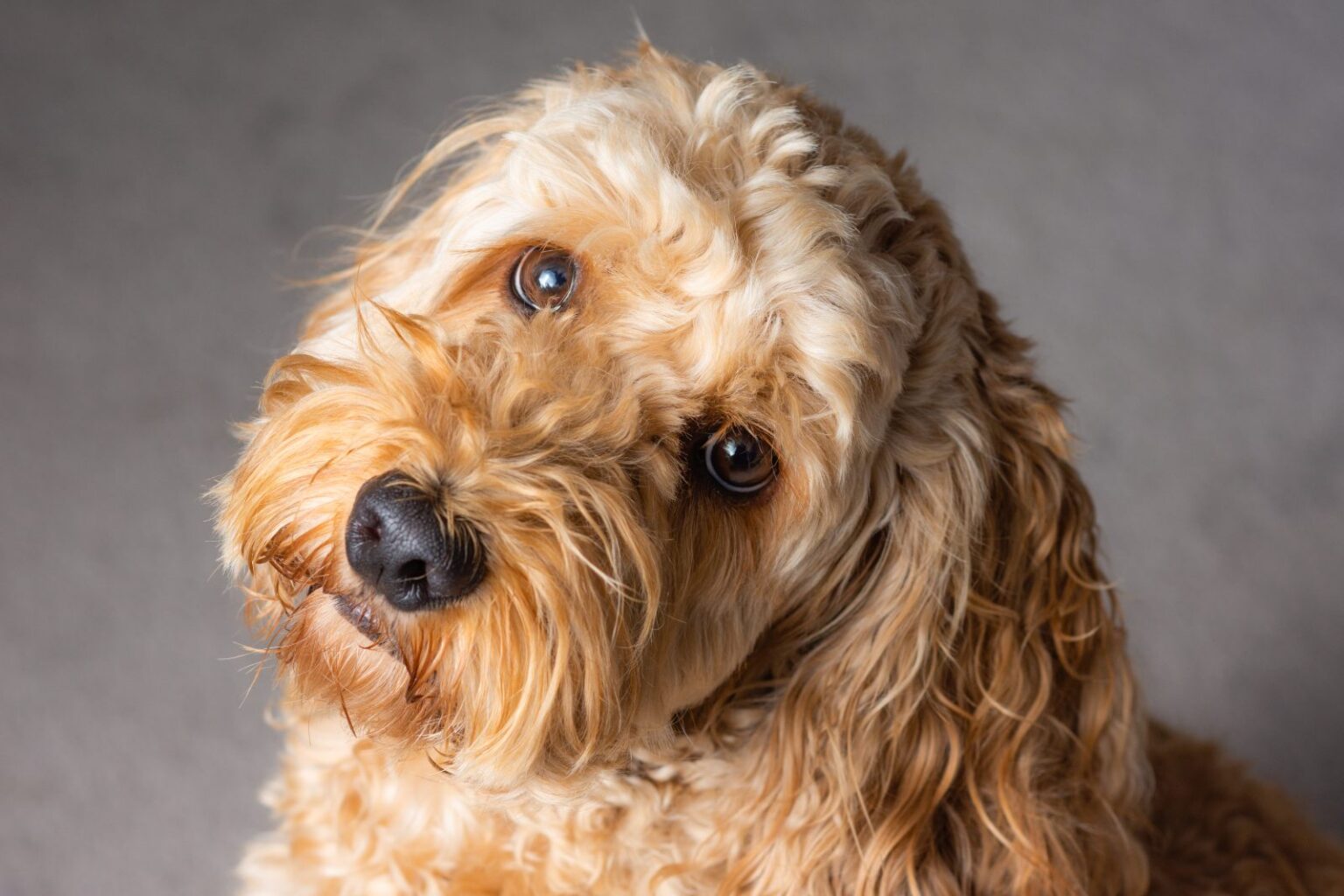 Cockapoo: Temperament, Care, Health & More | zooplus Magazine