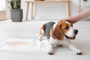 Blood in Dog Urine: Causes & Treatment