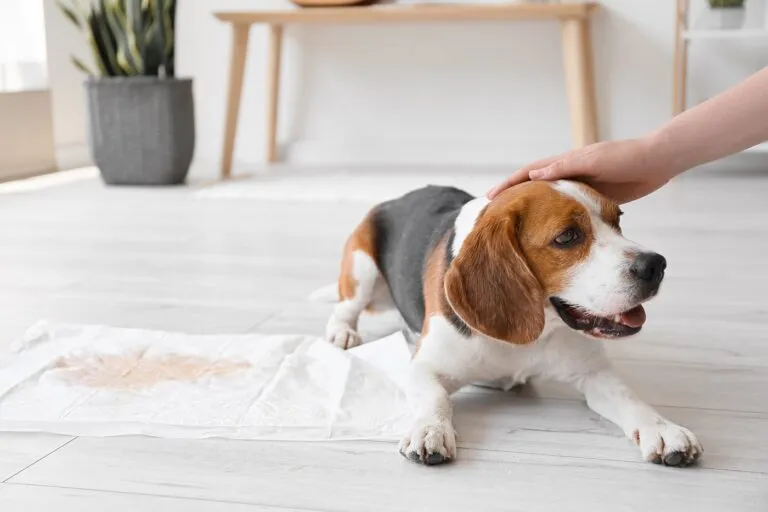 Blood in dog urine
