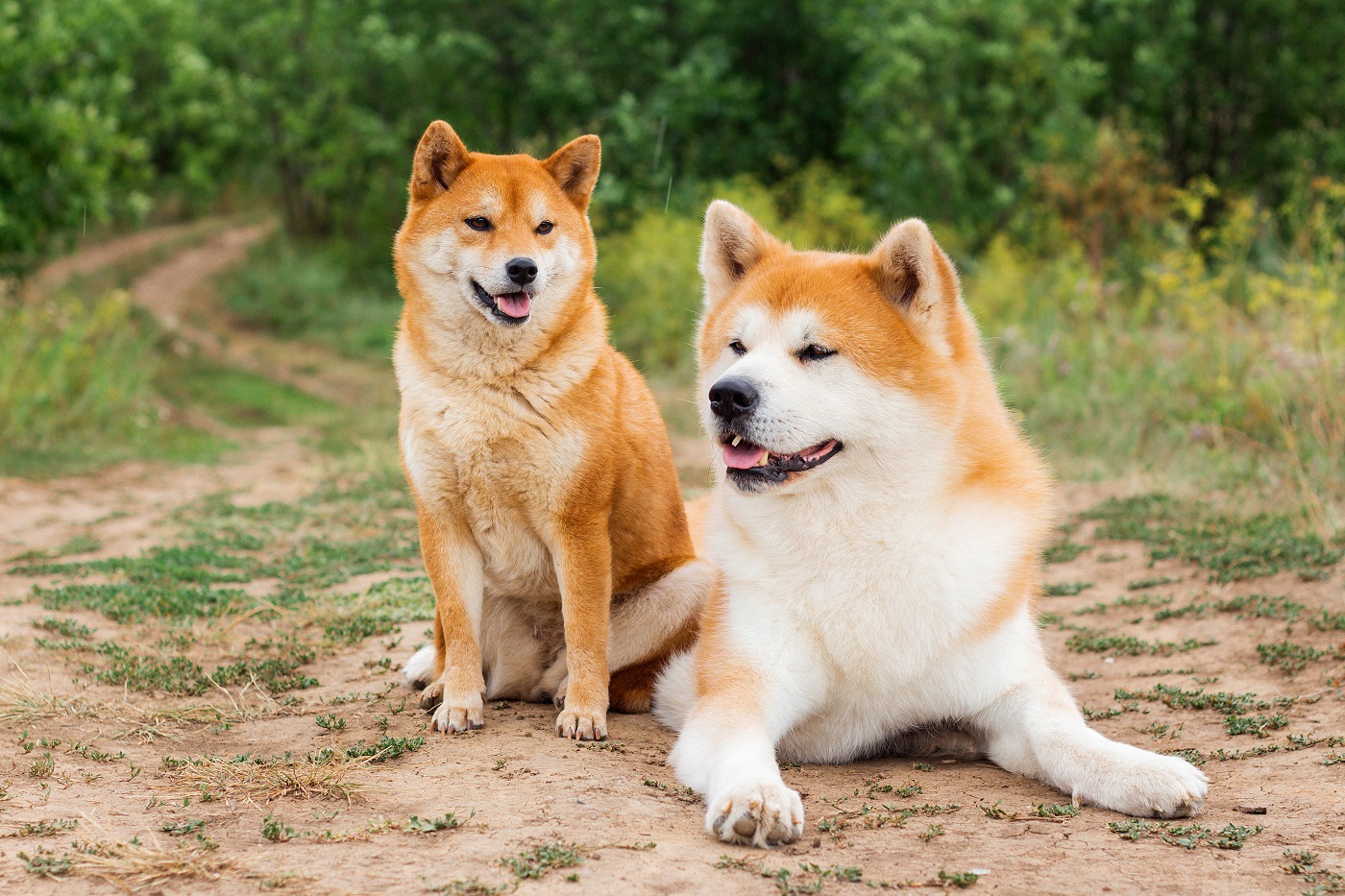 Two Japanese dogs: Akita inu and Shiba inu, outdoor