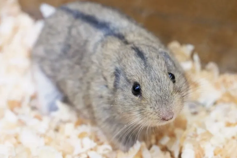 Grey lemming