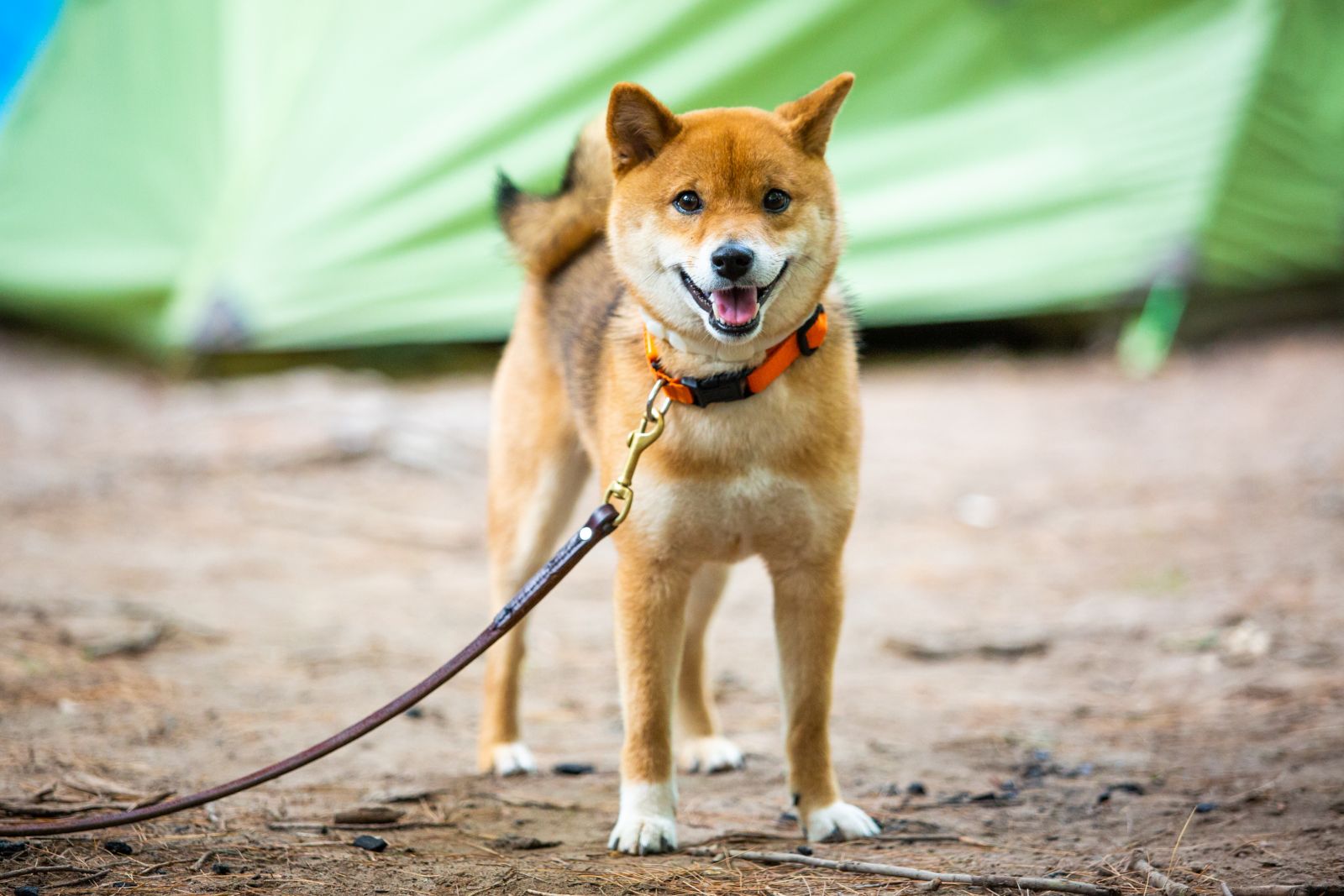 Very happy shiba inu japanese dog on the leash alone