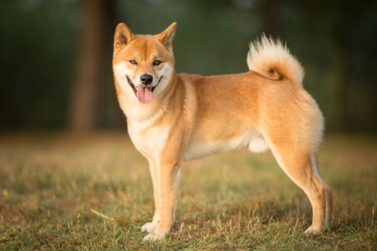 Shiba Inu dog purebred