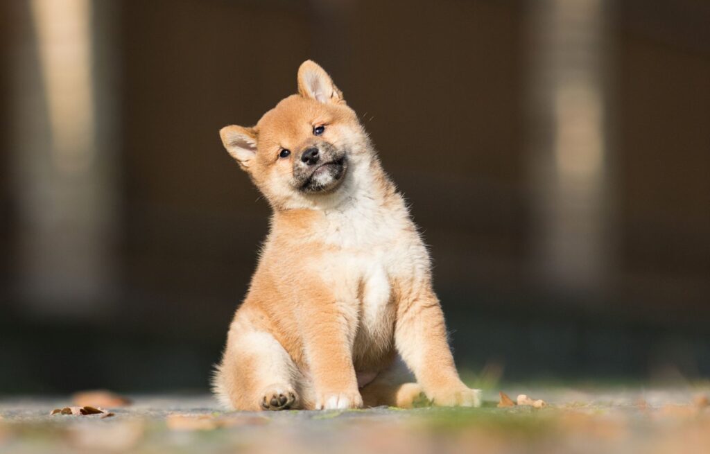 little shiba inu puppy runs