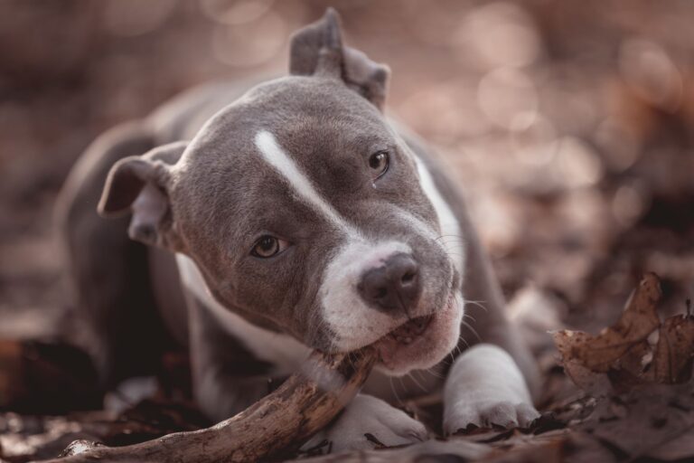 American Bully puppy playing with a piece of wood