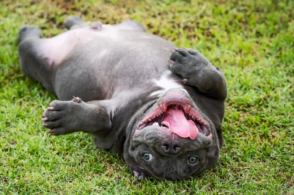 Grey American Bully playing in the grass