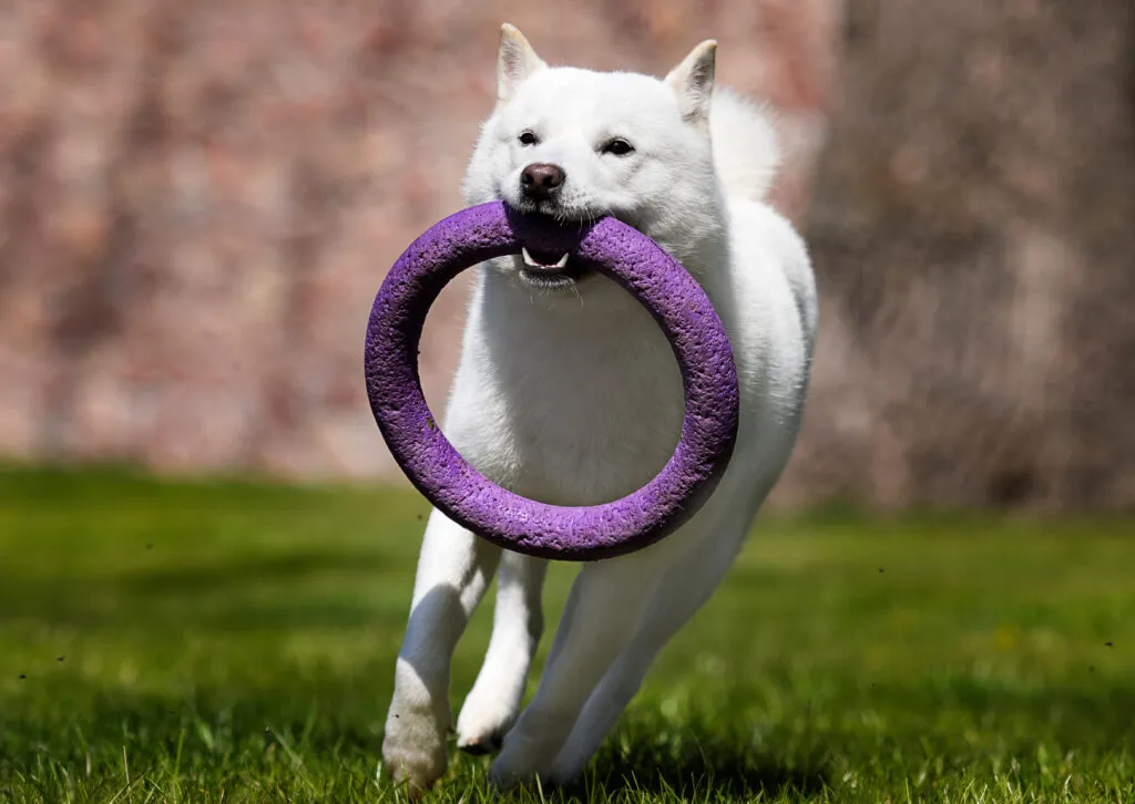 Hokkaido dog quickly runs as it plays with it owner
