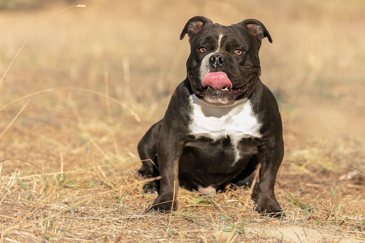 Young american black and white bully outdoor