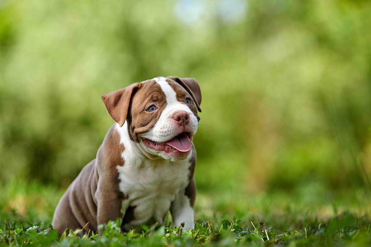 American bully puppy on green grass, cute little puppy frolics and plays on green lawn, copy space