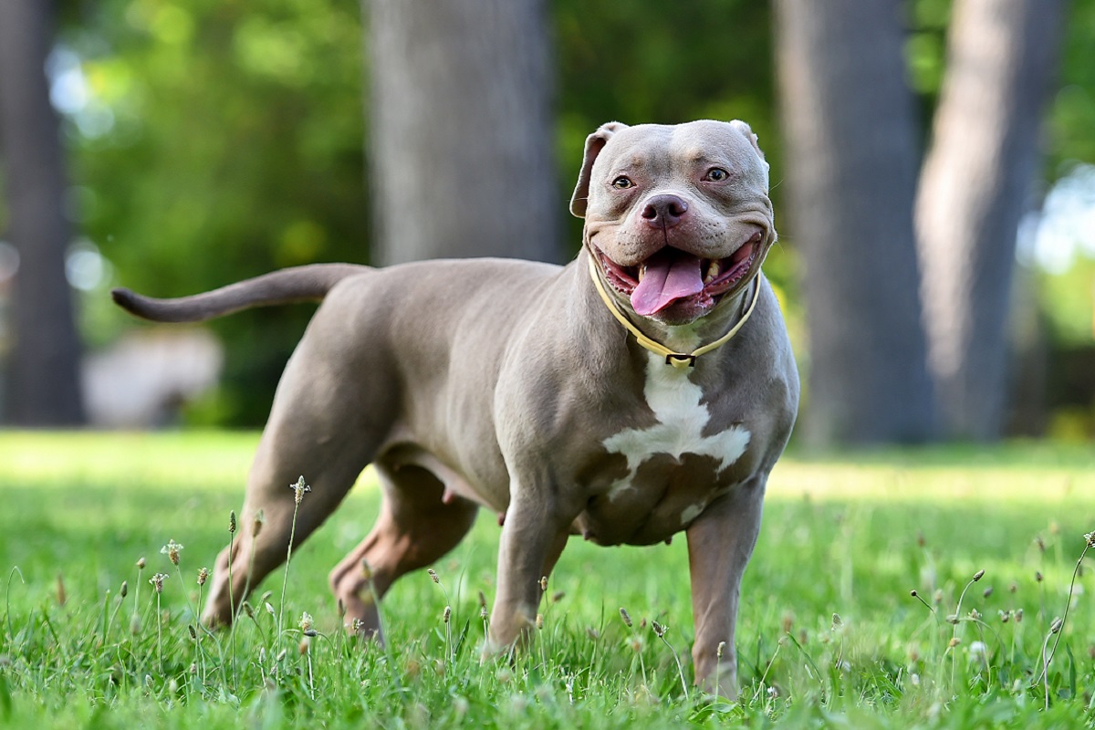 Grey American Bully enjoying a day in the park