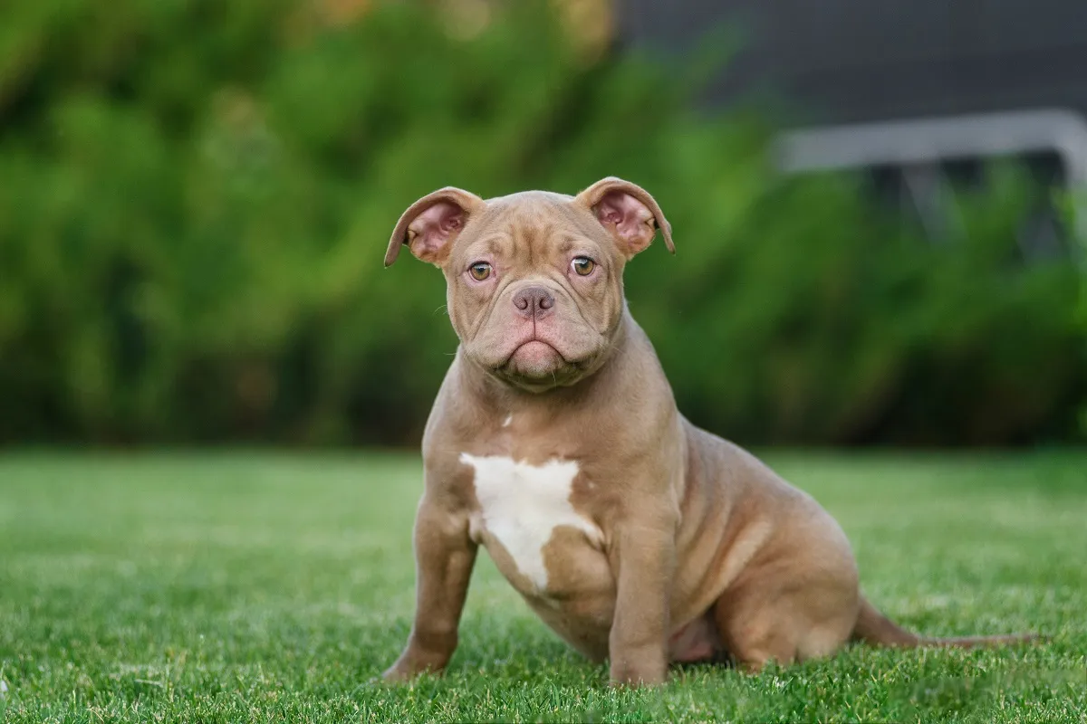 An American bully puppy poses and plays on a green lawn