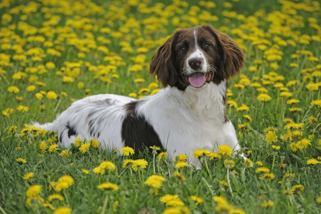 White and brown English Springer Spaniel laying in a flowery field