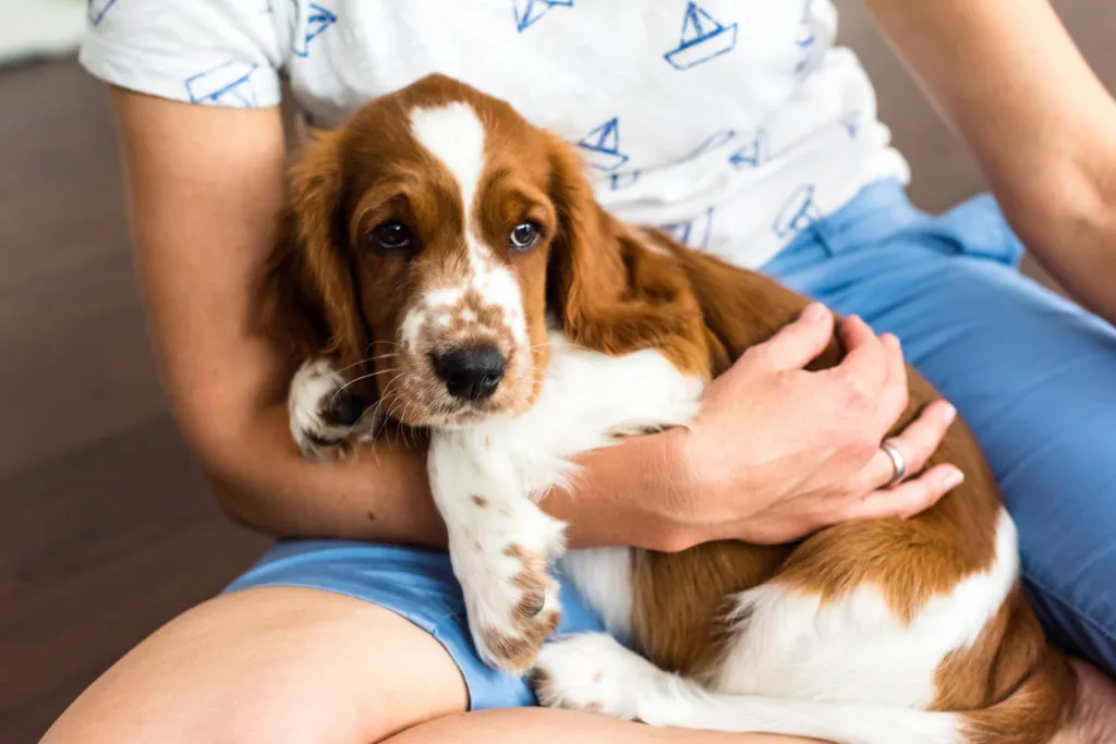 Springer Spaniel puppy on its owner's lap