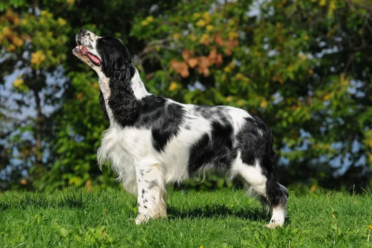 White and black English Springer Spaniel in the grass enjoying a sunny day