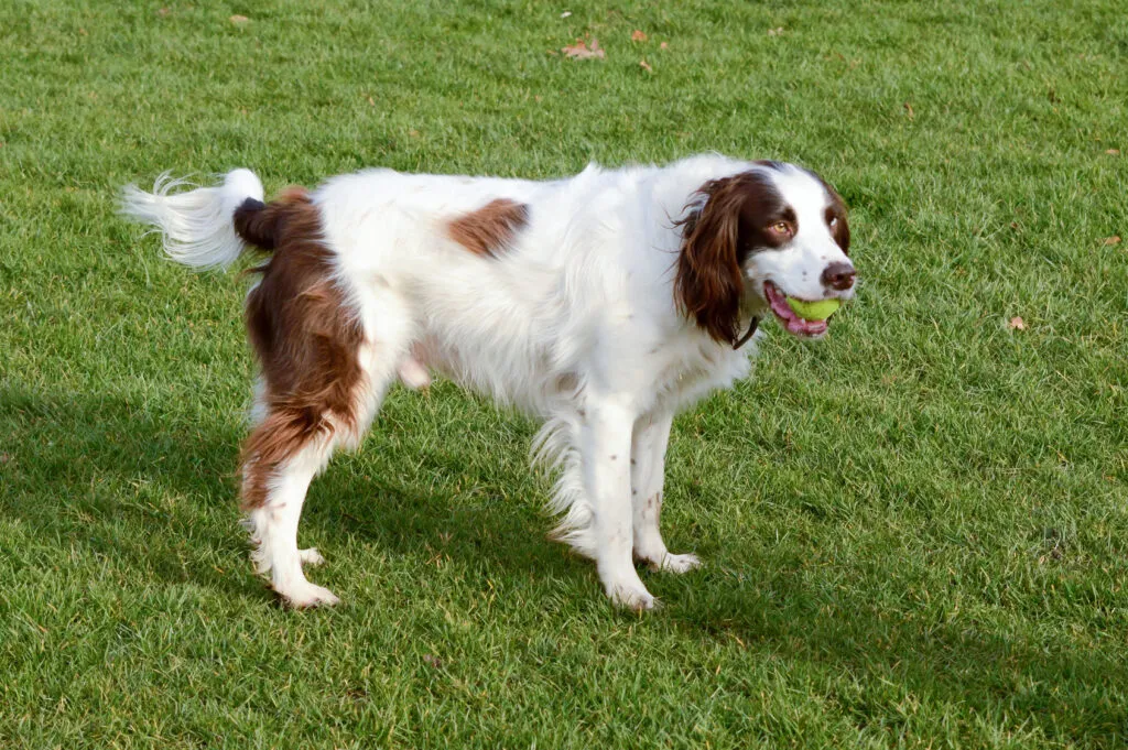 English Springer Spaniel with tennis ball in its mouth