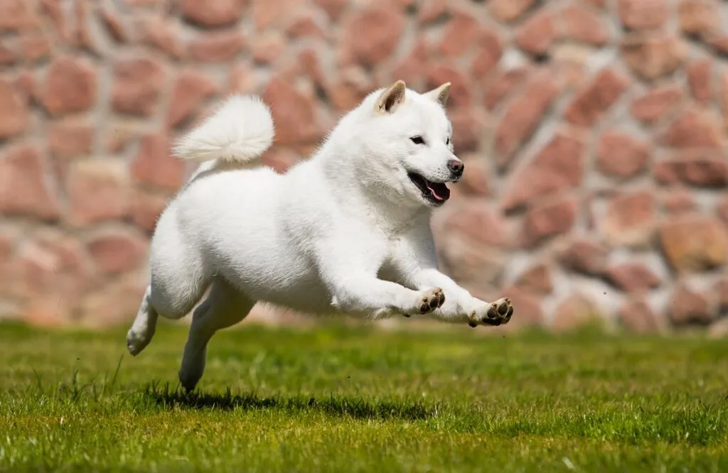 hokkaido dog quickly runs