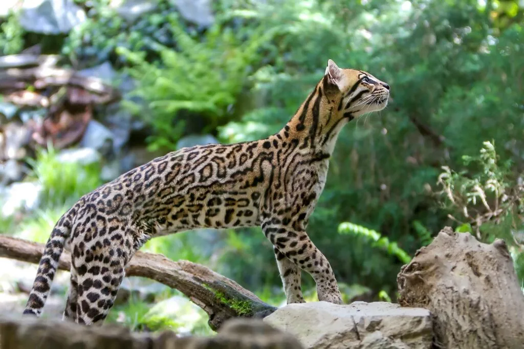Ocelot