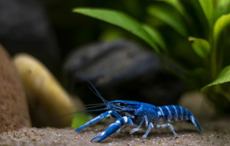 Blue Crayfish in a aquarium