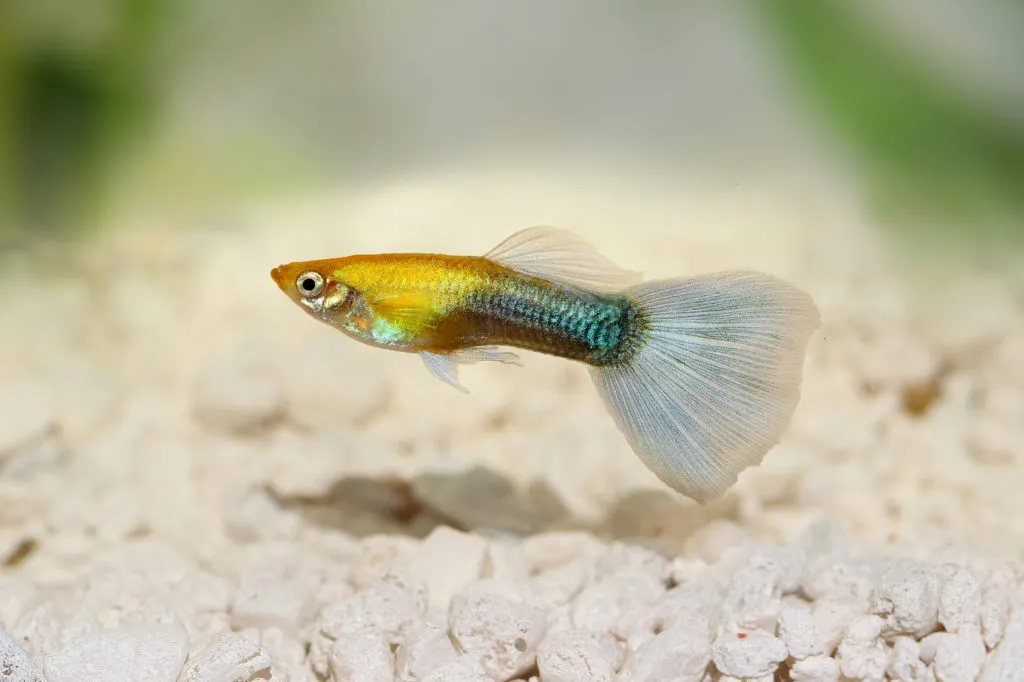 Small Guppy swimming at the botoom of the aquarium