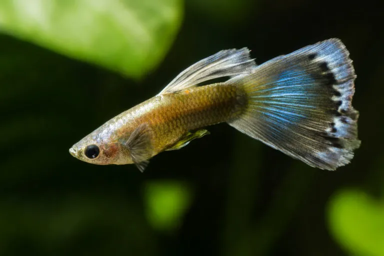 Guppy swimming in an