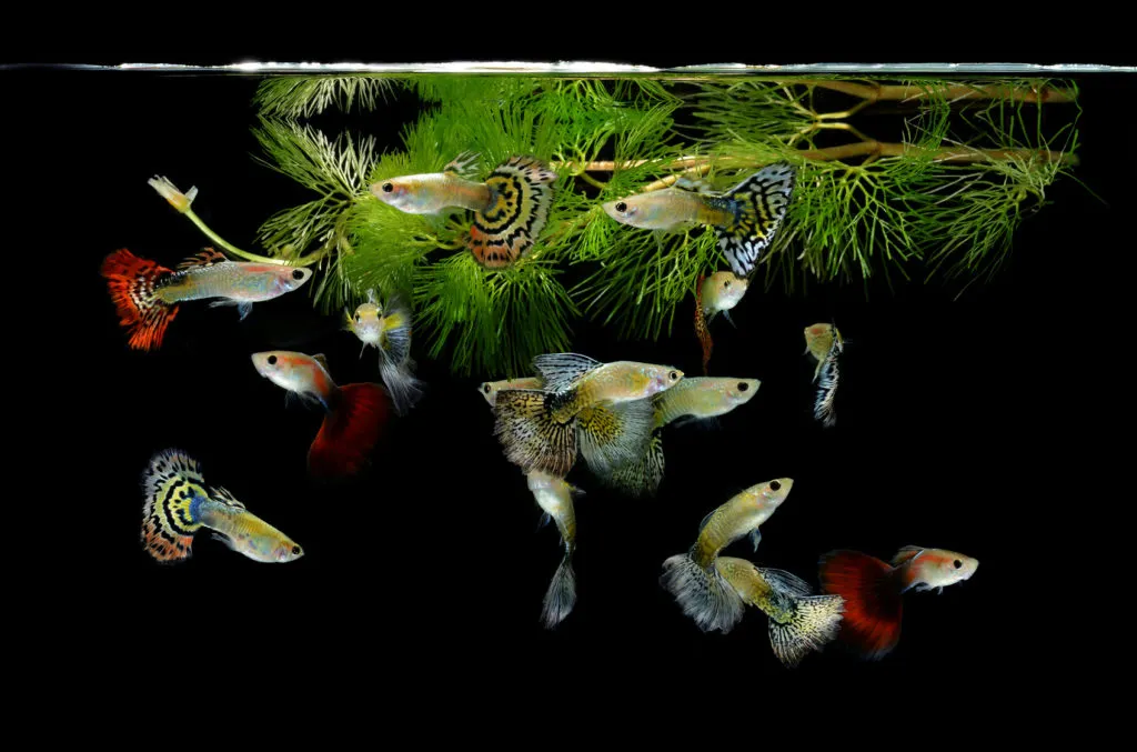 Several Guppys swimming together