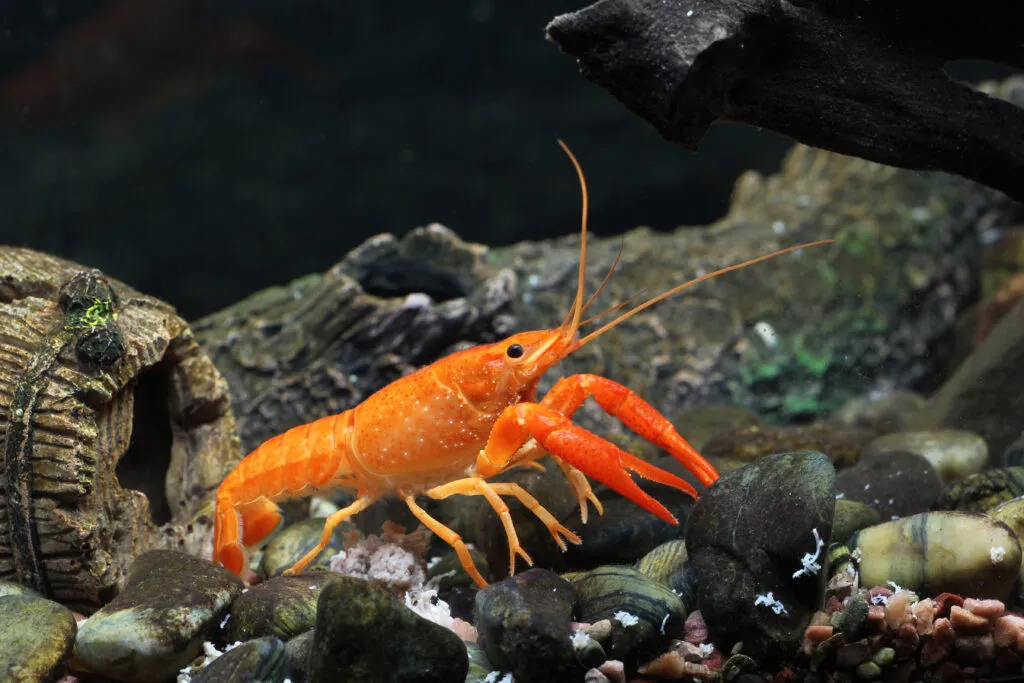orange freshwater crayfish in the aquarium, selective focus and space for text