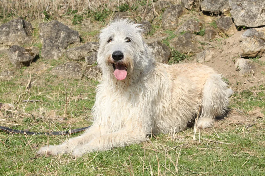 Irish Wolfhound Age