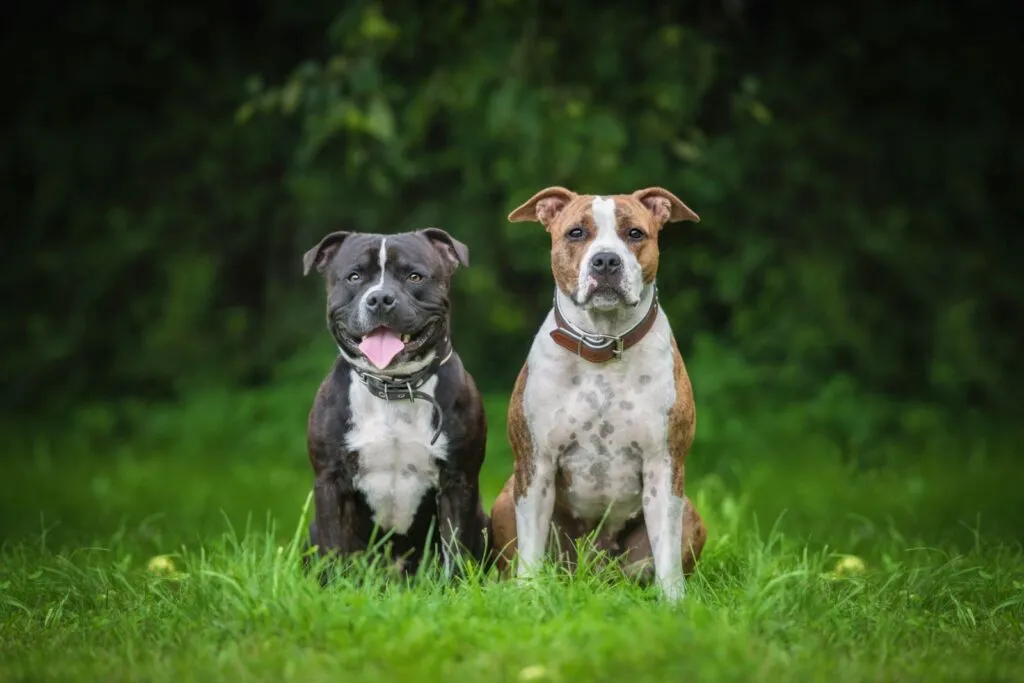American staffordshire Terrir and english staffordshire bullter