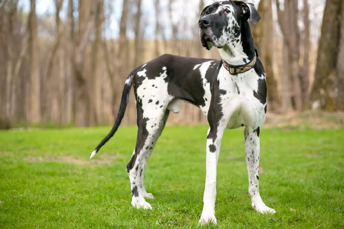 A black and white purebred Harlequin Great Dane dog outdoors