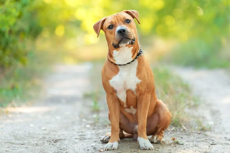Strong and beautiful American staffordshire terrier portrait in the park