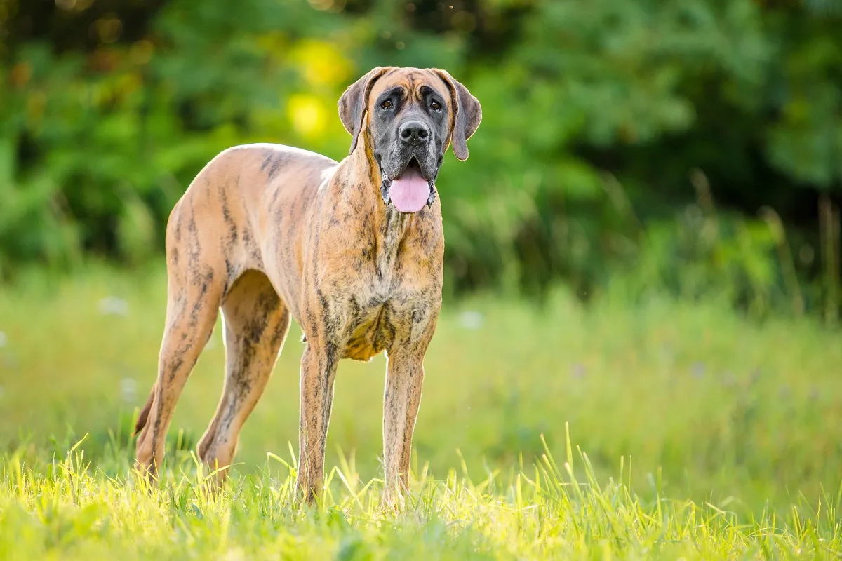 Brindle Great Dane in the field on a sunny day