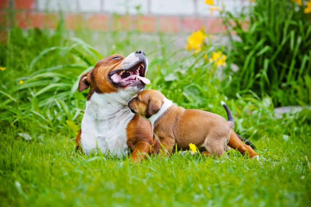 staffordshire bull terrier dog and puppy playing in the grass