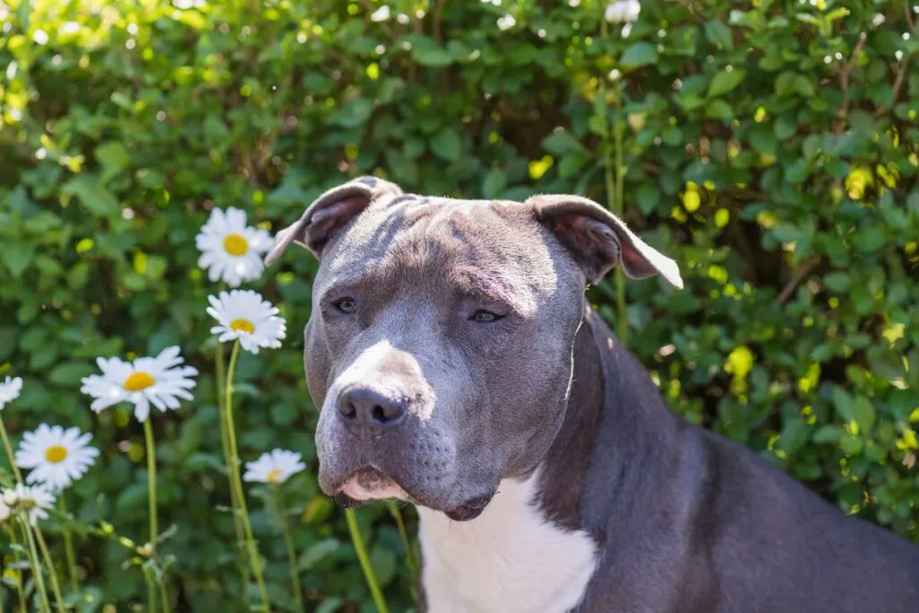 American Staffordshire Terrier Portrait