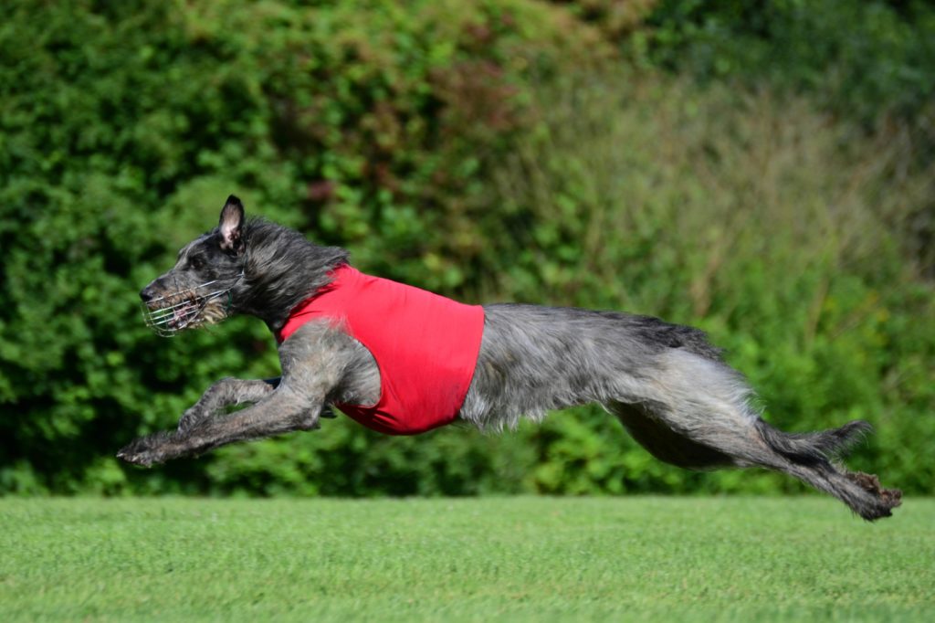 A large Deerhound running in the countryside wearing a muzzle