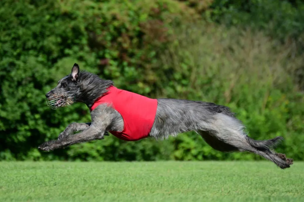 A large Deerhound running in the countryside wearing a muzzle