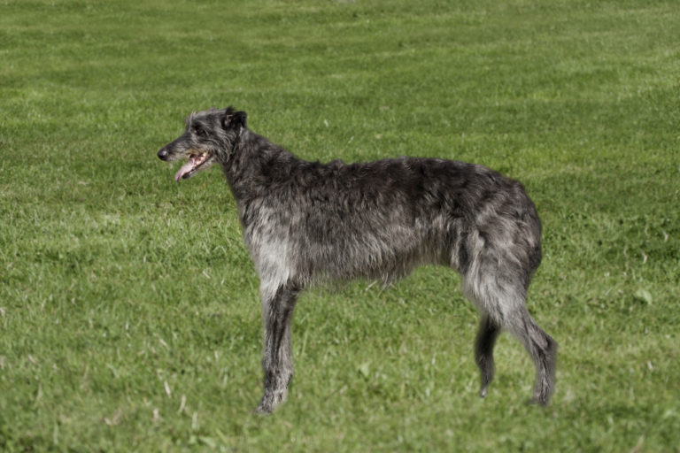 Deerhounds love to run freely and are the ideal companion for cycling and jogging