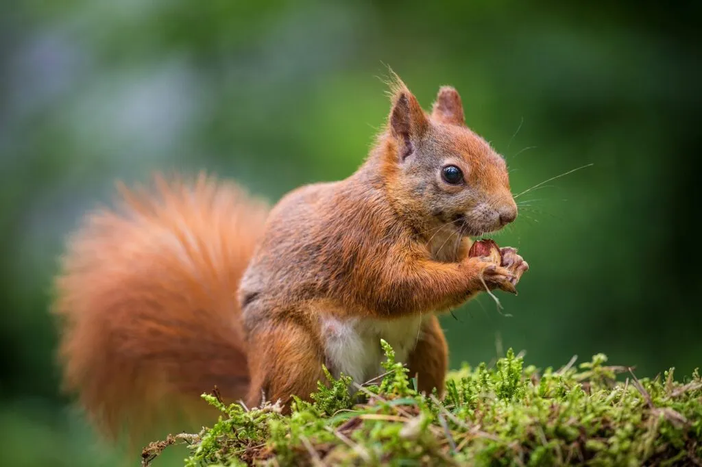 Wild red squirrel eating a nut in the forest