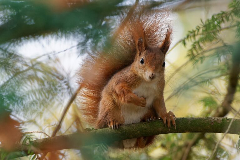 Squirrel on tree branch looking at camera